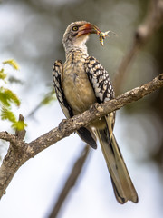 Southern red billed hornbill