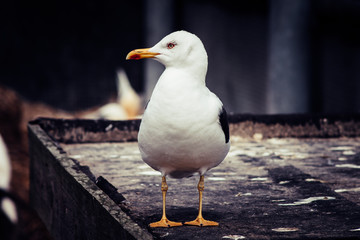 Portrait of a Seagull standing on a wooden Box