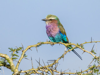 Lilac breasted roller in thorny bush