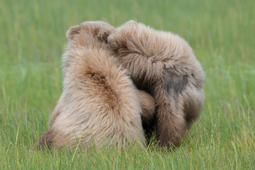 Brown bear cubs (Ursus arctos) fighting in a meadow in Lake Clark National Park, Alaska
