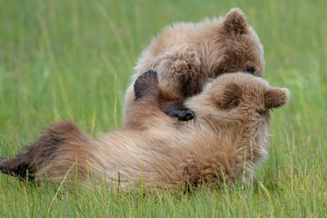 Brown bear cubs (Ursus arctos) fighting in a meadow in Lake Clark National Park, Alaska
