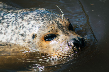 A Seal swimming in the Water  - Westküstenpark und Robbarium - Sankt Peter-Ording - Germany