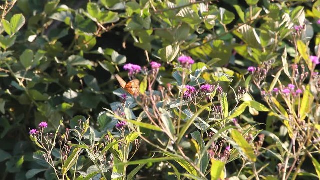 flowers in the garden
