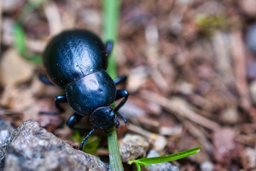 May beetle eating a grass, close-up bug photo