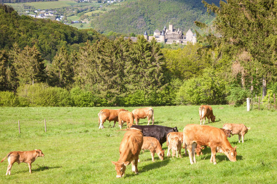 Cows and green field