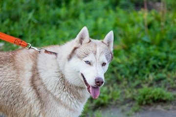A big white husky dog looking in the camera