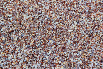 background with small seashells on beach