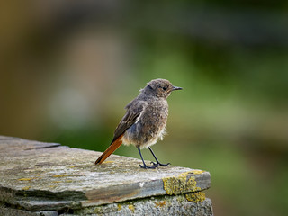 Black redstart (Phoenicurus ochruros) next to the sea, near Ribadeo, Spain