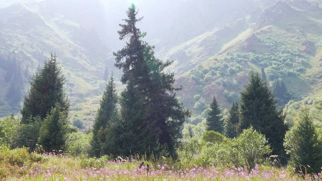 Spruce forest and blooming flowers on a bright sunny day in the mountains.