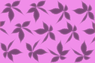 Fototapeta na wymiar wild grape leaf shadow pattern isolated on pink background