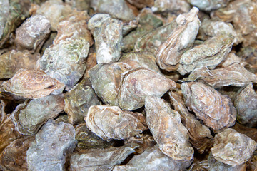 shell Oyster in the market oysters background