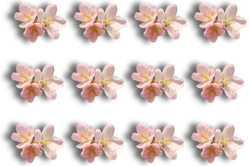 Sakura flowers with shadow pattern isolated on white background.