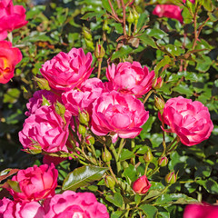 Blühende Buschrosen im Garten