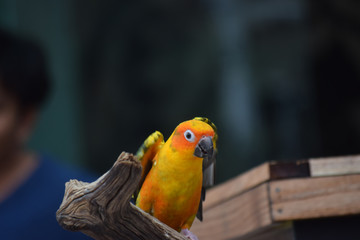  Parrots are beautiful birds and are pets. That are very popular Because he looks cute And easy to raise