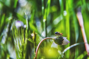 An insect on a plant