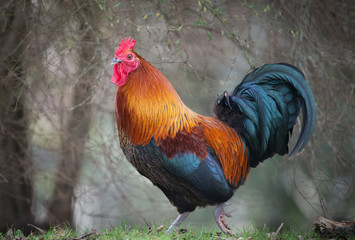 A proud wild rooster in colourful coat walking in the Western Spring park in Auckland © Janice