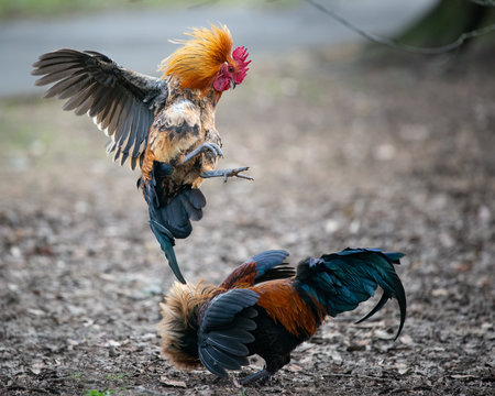 Two wild roosters fighting and jumping in the Western Spring park in Auckland