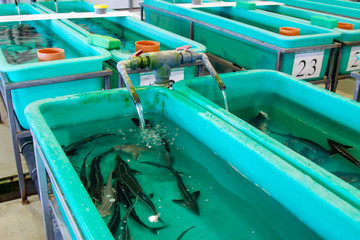 Fototapeta na wymiar Room incubator for fish. Fish farming.Sturgeon breeding. Tanks for fish breeding. Tanks for fry.
