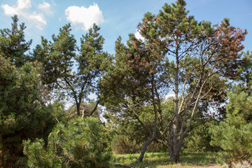  The colorful landscapes of the European Botanical Garden - deciduous and coniferous trees, stone mountains, wildflowers and green grass. Great place for walking.