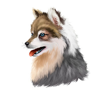 Alaskan Klee Kai Dog Breed Digital Art Illustration Isolated On White Background. Cute Domestic Purebred Animal. Portrait Of Alaskan Pedigree, Profile View Of Long Haired Doggy Purebred Print