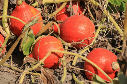 Pumpkin field, Pumpkin harvest in Federal state of Brandenburg - Germany 