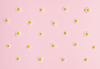 small daisy flowers on colored paper