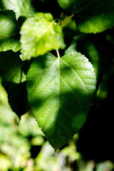 Sunny green leaf with shadows