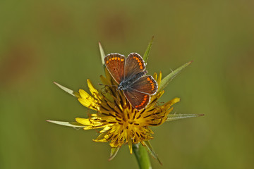 Beautiful brunette butterfly ; Polyommatus agestis