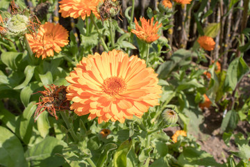  Blooming dahlias closeup - bright autumn flowers. Wallpaper of bright and colorful large flowers.