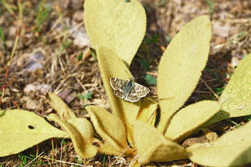 Anatolian hoppy butterfly ; Muschampia proteides