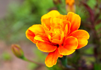 Fototapeta premium marigold flower bud on a green background