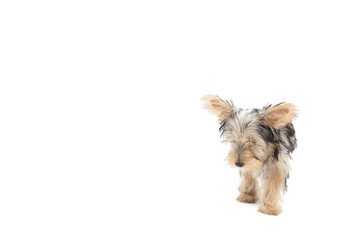 Yorkshire Terrier Puppy Isolated on White Background