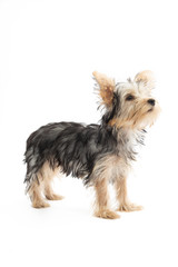 Yorkshire Terrier Puppy Isolated on White Background