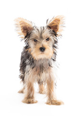 Yorkshire Terrier Puppy Isolated on White Background