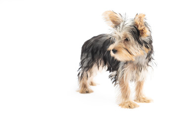 Yorkshire Terrier Puppy Isolated on White Background