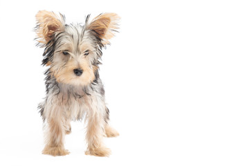 Yorkshire Terrier Puppy Isolated on White Background