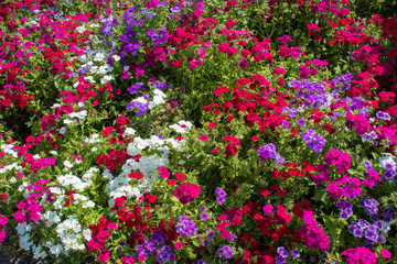 Obraz premium Blooming summer colorful wildflowers in the beautiful corners of the botanical garden in Europe.