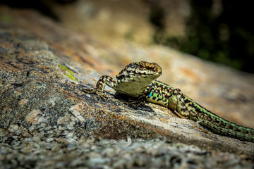 Tyrrhenian Wall Lizard - Corsica - France