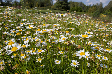 Homeopathy - medicinal flowering of chamomile for the prevention of colds, close-up in the wild.