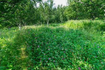 Photo of apple garden in himalayas