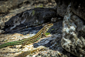 Tyrrhenian Wall Lizard - Corsica - France