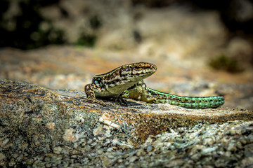 Tyrrhenian Wall Lizard - Corsica - France