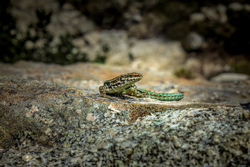 Tyrrhenian Wall Lizard - Corsica - France