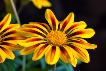 Close-up image of Yellow vibrant flower on a black background