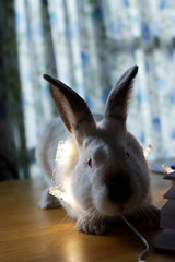 bunny funny