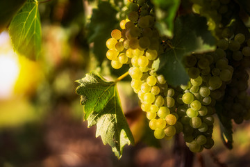 grapes on the vine