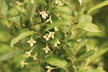 Fototapeta premium Small yellow flowers on a bush.