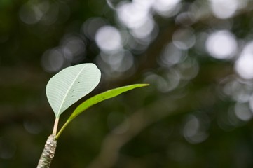 Closeup nature view of green leaf on blurred greenery background in garden with copy space using as summer background natural green tropical plants landscape, ecology, fresh wallpaper concept.