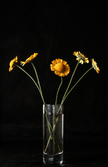 Five yellow flowers in a glass with water on a dark background.