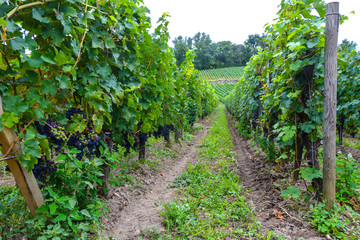 Naklejka premium many rows of vineyard with dark large grapes view landscape background